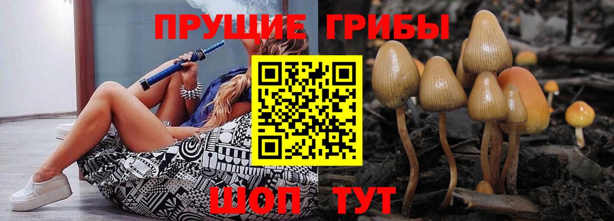Псилоцибиновые грибы Cubensis Балтийск
